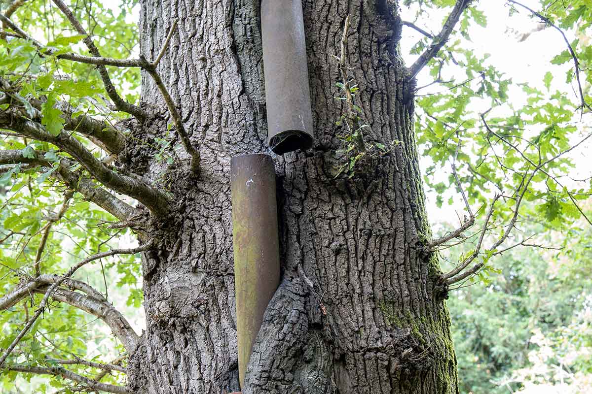 Old septic tank vent pipe embedded in a tree