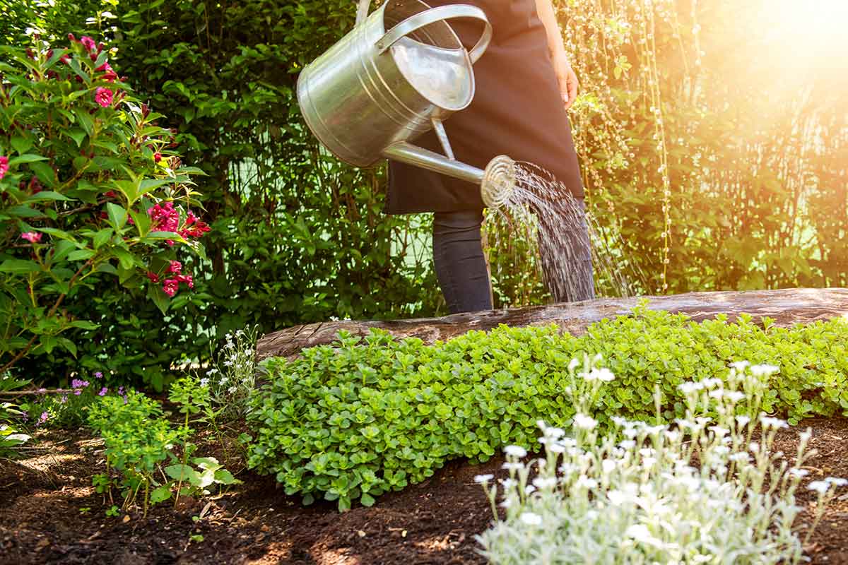 Using a watering can to save water in the garden